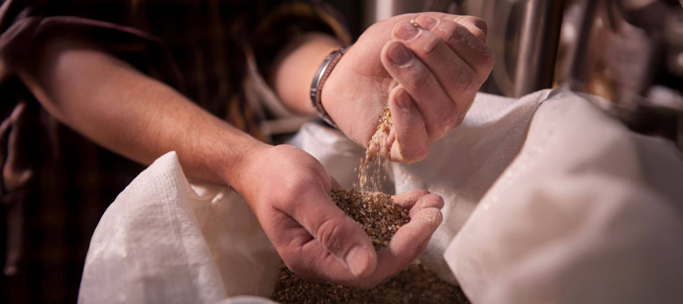 Person holding brewers malt their hands over an open white bag