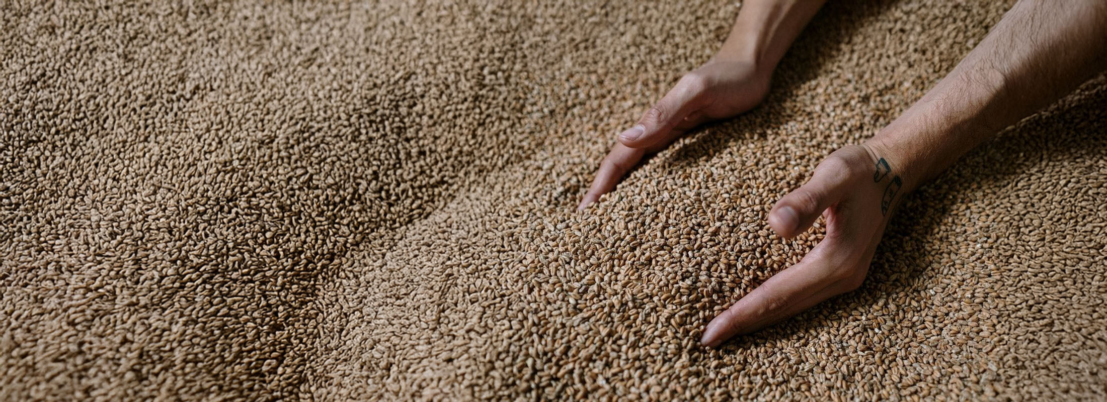 Pair of hands scooping up brewers malt