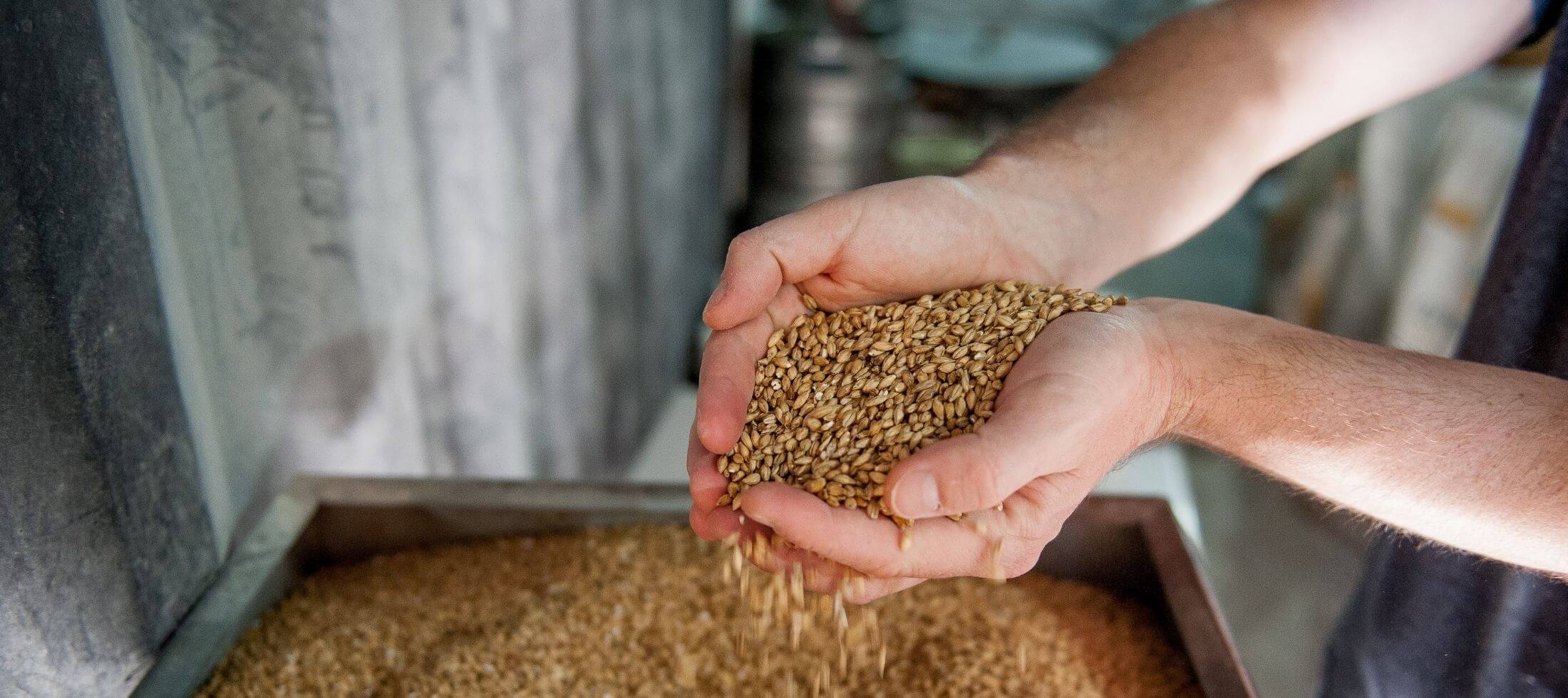 Person holding a handful of brewers malt